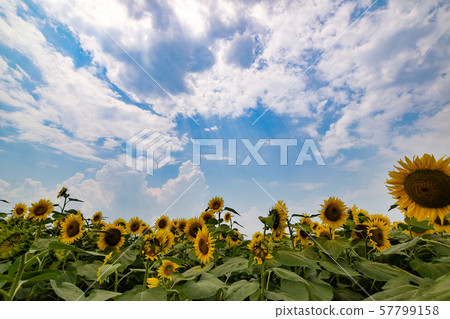 Blue sky and sunflower field, Akeno, Hokuto City, Yamanashi Prefecture Blue sky and sunflower field, Akeno, Hokuto City, Yamanashi Prefecture 57799158