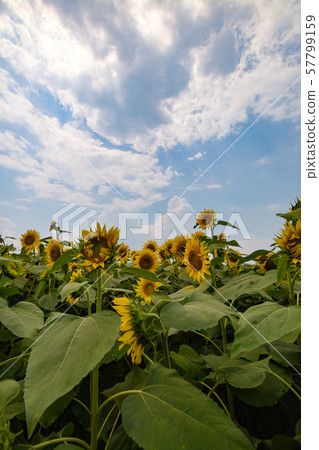 Blue sky and sunflower field, Akeno, Hokuto City, Yamanashi Prefecture Blue sky and sunflower field, Akeno, Hokuto City, Yamanashi Prefecture 57799159