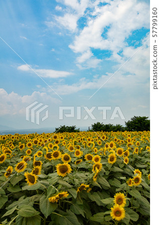 Blue sky and sunflower field, Akeno, Hokuto City, Yamanashi Prefecture Blue sky and sunflower field, Akeno, Hokuto City, Yamanashi Prefecture 57799160