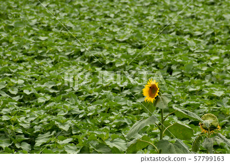 Blue sky and sunflower field, Akeno, Hokuto City, Yamanashi Prefecture Blue sky and sunflower field, Akeno, Hokuto City, Yamanashi Prefecture 57799163