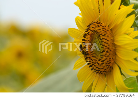 Sunflower and bees, Yamanashi Prefecture, Akeno, Hokuto Sunflower and bees, Yamanashi Prefecture, Akeno, Hokuto 57799164