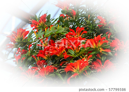 Esquinantus 57799386