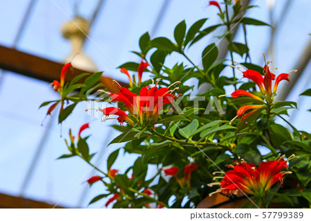 Esquinantus 57799389