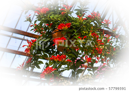 Esquinantus 57799391