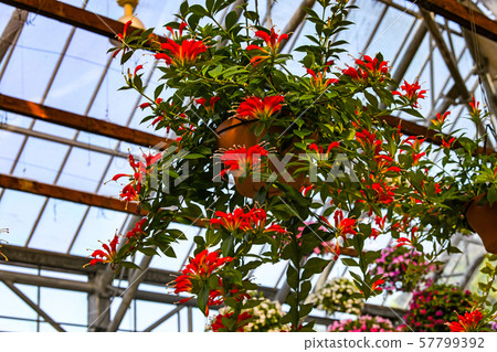 Esquinantus 57799392