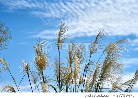 Japanese pampas grass, blue sky and white clouds 57799473