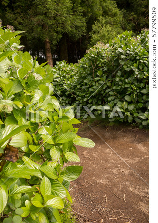Detail of the leaves of hydrangea plant 57799509