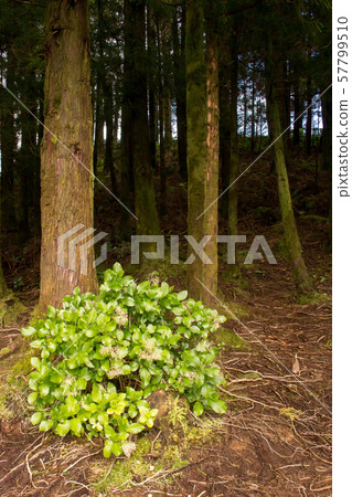 Forest and a hydrangea plant 57799510