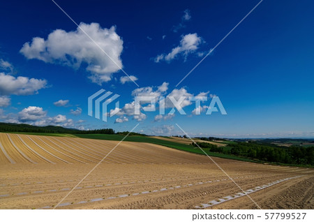 Biei Hill heading for summer (Biei-cho, Hokkaido) 57799527