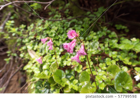 Ichinoshikoshi mountain trail from Raitorisawa Campsite (Mother Koizaka Route) 57799598