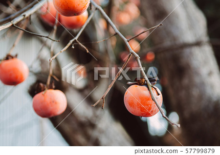 Japanese Kaki fresh  persimmon on tree close up 57799879
