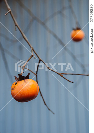 Japanese Kaki fresh  persimmon on tree close up 57799880