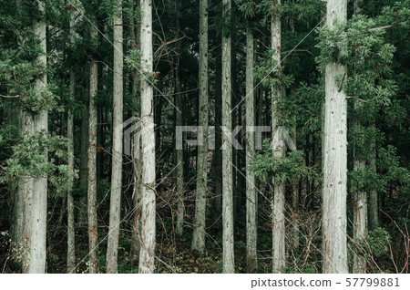 Lush green Cedar pine forest with white trunk Lush green Cedar pine forest with white trunk 57799881
