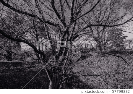 Autum leafless silhouette tree in park black and 57799882