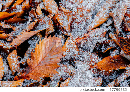 Dried leaves foliage white frozen snow in winter Dried leaves foliage white frozen snow in winter 57799883