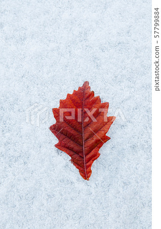 Colourful red leaves foliage white frozen snow in Colourful red leaves foliage white frozen snow in 57799884