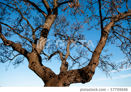 Leafless autumn tree against bright blue winter 57799886