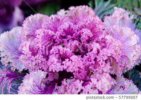 Ornamental cabbage or kale curly leaves purple 57799887