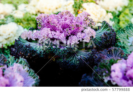 Ornamental cabbage or kale curly leaves purple 57799888