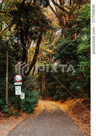 Yellow Ginkgo leaves covered ground and lush green Yellow Ginkgo leaves covered ground and lush green 57799890