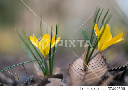 Hana Crocus No.25 57800866