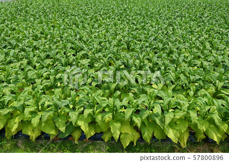 Leaf tobacco field 57800896