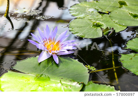 Water lily 57800897