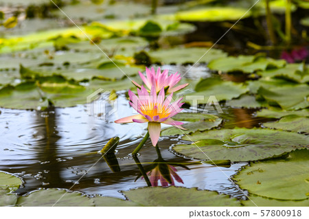 睡蓮 睡蓮 57800918