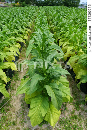 Leaf tobacco field Leaf tobacco field 57800926