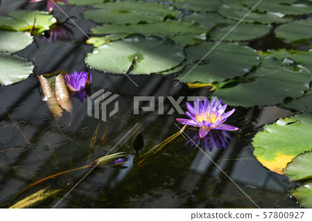 Water lily Water lily 57800927