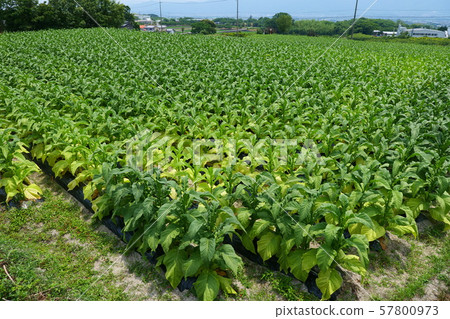 葉煙草田 葉煙草田 57800973