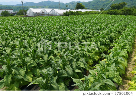 葉煙草田 葉煙草田 57801004