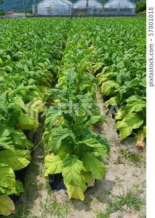 葉煙草田 葉煙草田 57801018