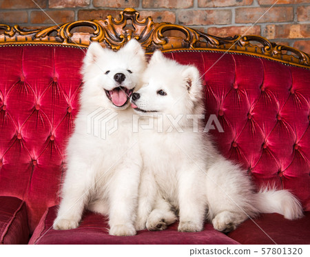 Samoyed dogs are kissing on the red luxury couch Samoyed dogs are kissing on the red luxury couch 57801320