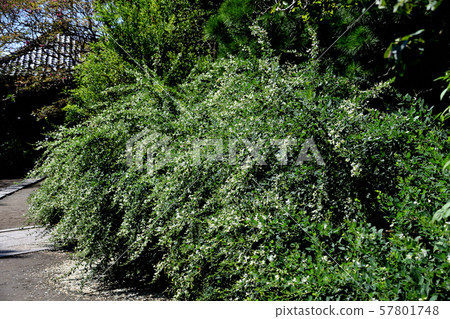 白樺 白樺 57801748