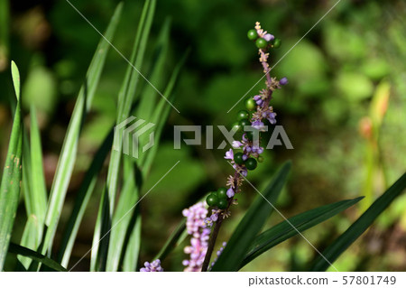 闊葉山麥冬（闊葉山麥冬） 57801749