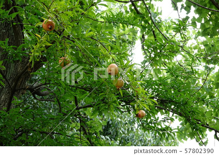 石榴（石榴） 57802390