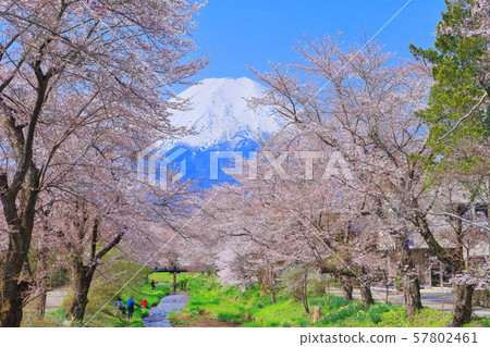 [山梨縣]櫻野櫻花櫻在晴朗的天空下 57802461