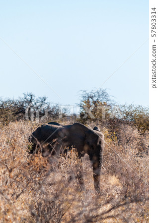 An African Elephant browsing through the bushes of Etosha National Park An African Elephant browsing through the bushes of Etosha National Park 57803314