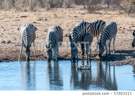 A group of Zebras in Etosha 57803315