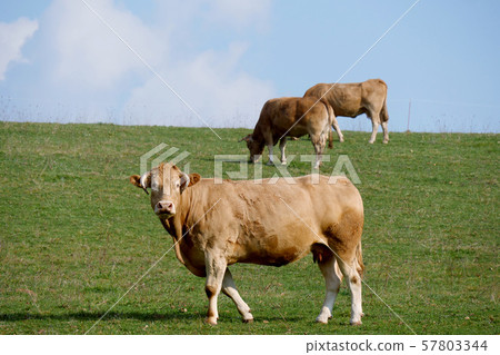 Brown cow in the middle of a meadow Brown cow in the middle of a meadow 57803344