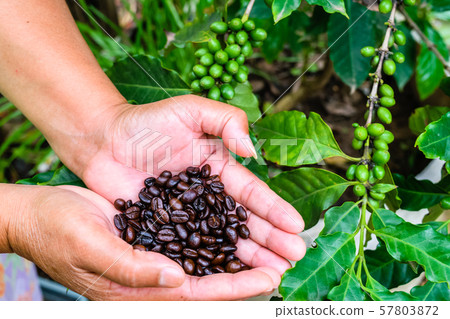 Coffee beans 57803872