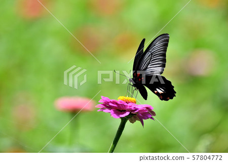 百日菊屬到長崎燕尾 57804772