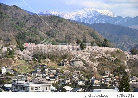 高遠櫻花 57805012