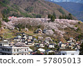 高遠櫻花 57805013