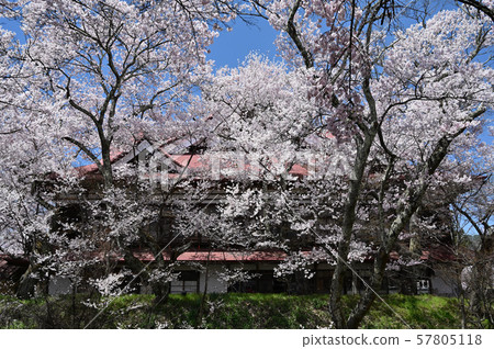 高遠櫻花 57805118