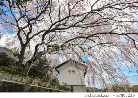Weeping cherry blossoms of the Kurono family 57805229