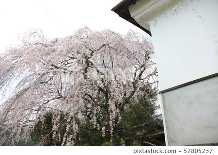 Weeping cherry blossoms of the Kurono family 57805237