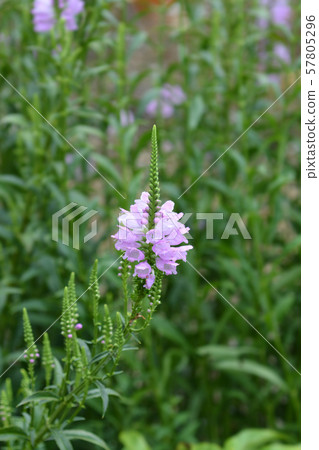 Obedient plant Vivid 57805296