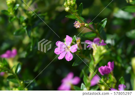 False heather 57805297